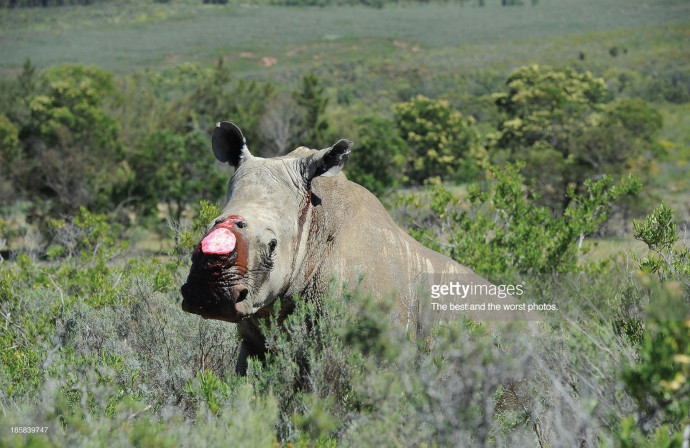 Getty Images: Horns