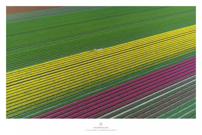 EnviaFlores.com: The Fastest Flowers Delivery, 4