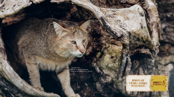 Amnesty International: Animal Borders, 4
