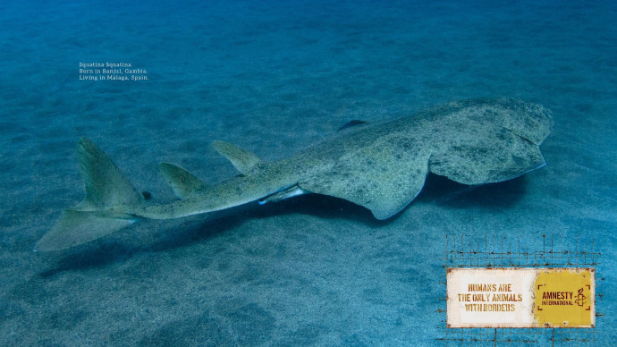 Amnesty International: Animal Borders, 6