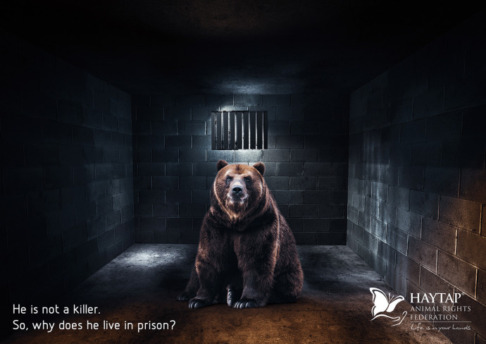 Haytap: Prison of Innocence, 1