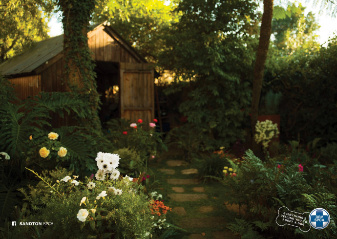 SPCA: Dogs Everywhere (Daisy)