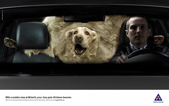 Trygg Trafikk: A tonn of dog