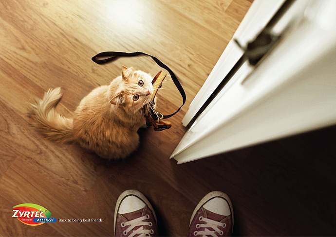 Zyrtec: Leash