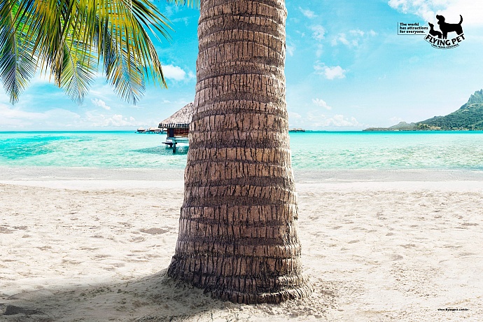 Flying Pet: Bora Bora