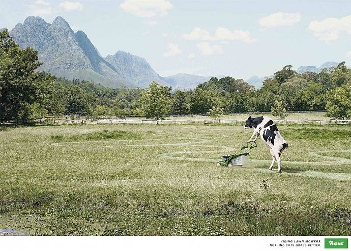 Viking: Cow