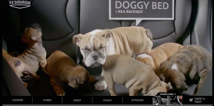 MINI: K-9 showroom