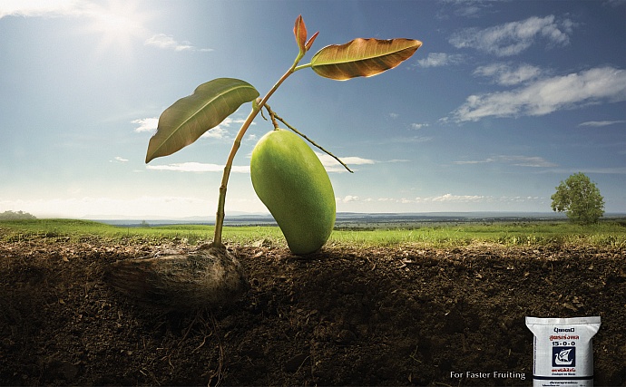 Viking Fertilizer: Mango