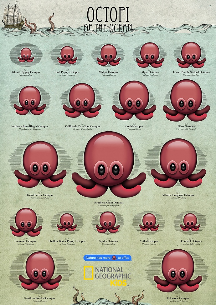 National Geographic Kids: Octopi