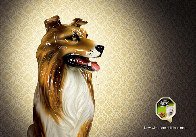 Cesar: Collie
