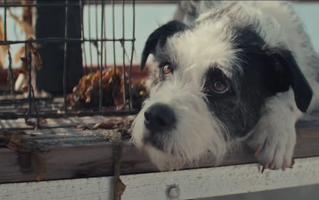 The Farmer's Dog and Alma Har'el Celebrate the Quiet Bond Between Farmers and Their Dogs