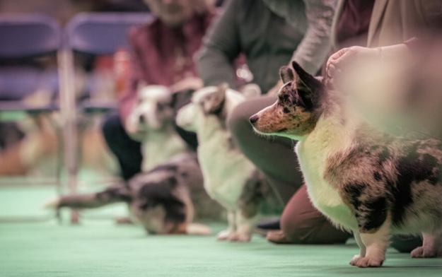 Crufts Appoints Tommy to Create new Campaign Platform for 2027